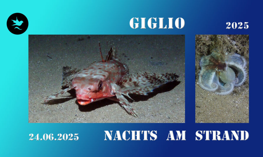 Neuer Film : Nachtabenteuer unter Wasser – Giglio bei Dunkelheit